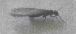 Termite ailé en Gironde 33